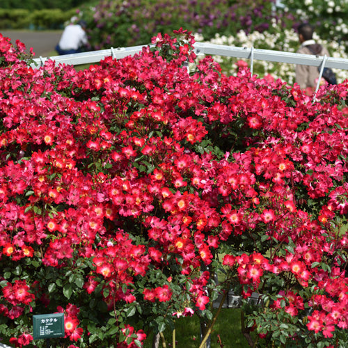 カクテル(長尺苗)