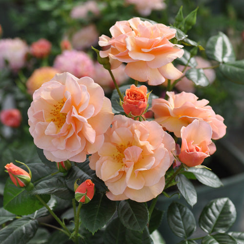 センテッド・ウィスパー