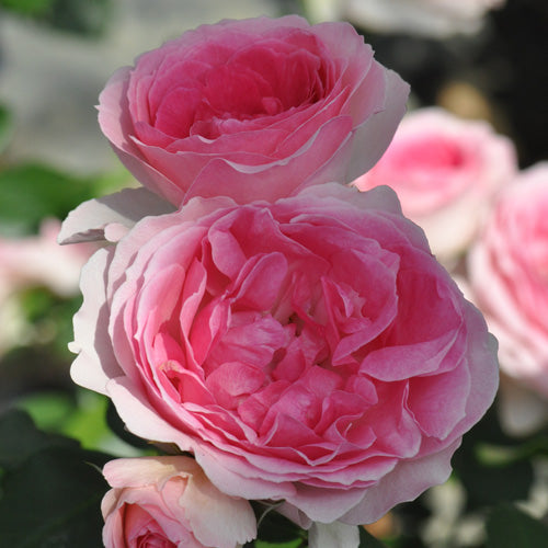 エルミタージュ