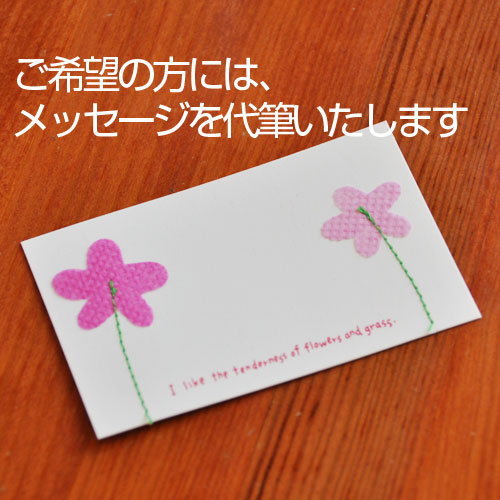 【プティ・カドゥ】カシュ・カシュ 開花苗(39659)