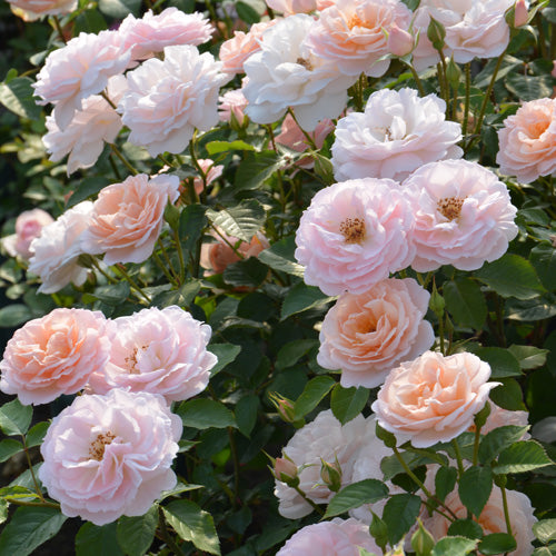 スタリィヘブンズ