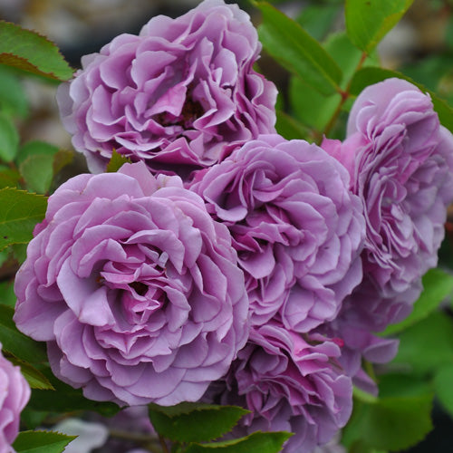 シャドウオブザムーン