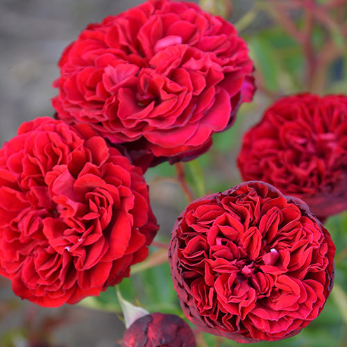 シラノ・ド・ベルジュラック