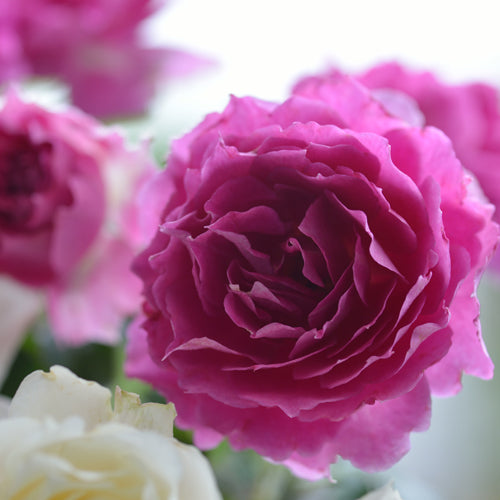 展示会用の見本苗(シェエラザード)