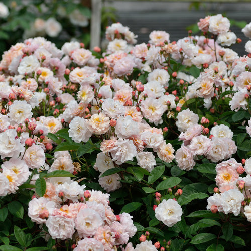 コーネリア(長尺苗)