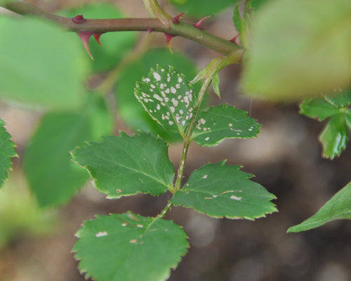 ハバチの幼虫に食べられた葉