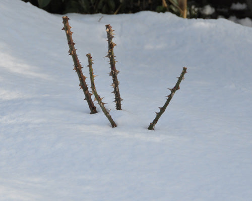 雪で埋まったバラ