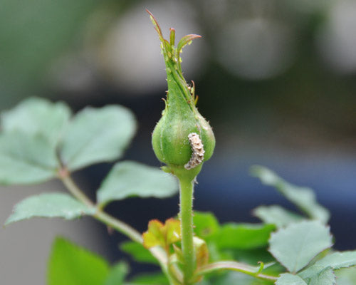 ヒラタアブの幼虫