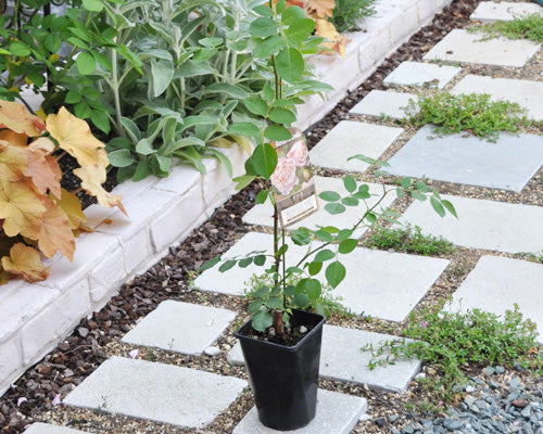 新苗の植え替え