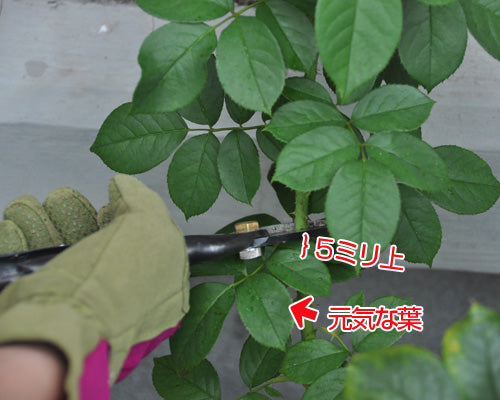 2番花の切り戻し