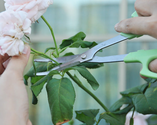 虫取りばさみで花がら摘み