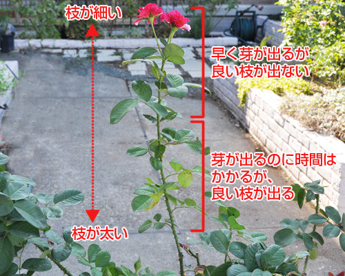 バラ剪定の位置