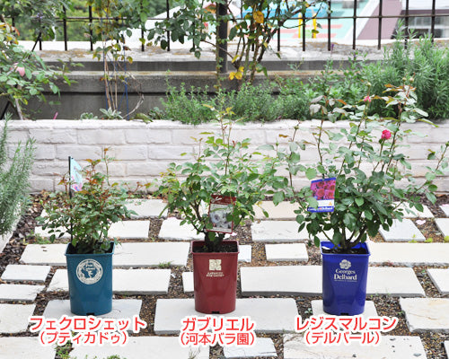 秋の開花苗