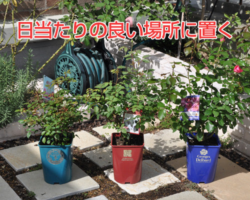 バラの置き場所