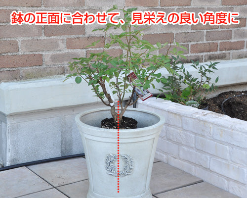 バラの植え替え