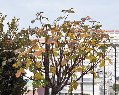 バラの紅葉
