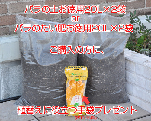 植替えキャンペーン