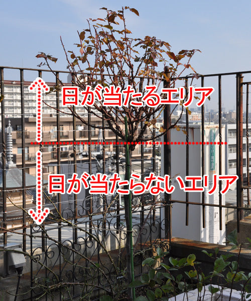 バラのスタンダード仕立て