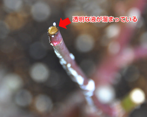 バラの枝から出る樹液