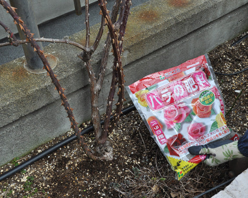 バラの芽出し肥