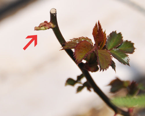 バラの新芽