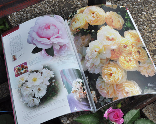 New Roses