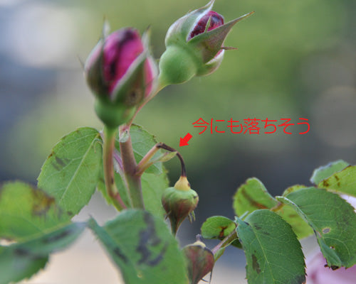 バラのツボミが落ちる