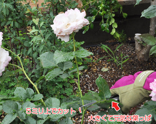 バラの花がら摘み