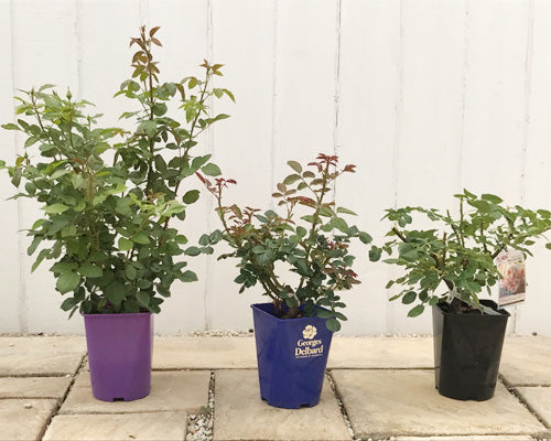5月末の開花苗