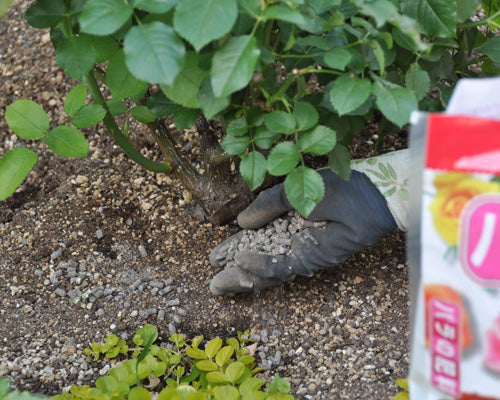 バラの肥料やり