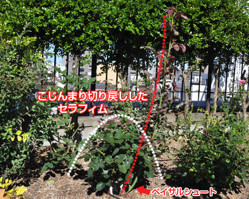 バラのベイサルシュート