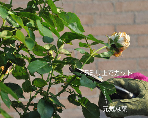 バラの切り戻し