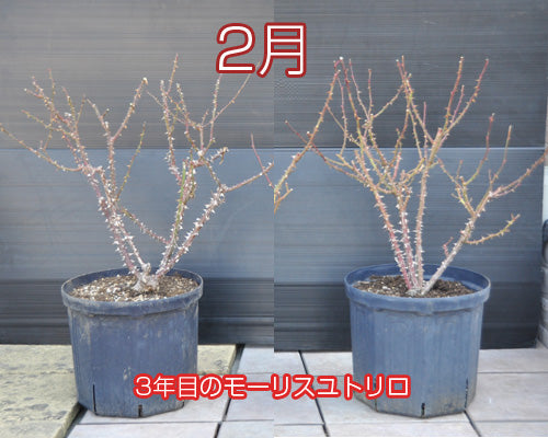 バラの植替え