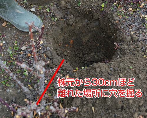 地植えバラの土壌改良