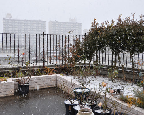 初雪