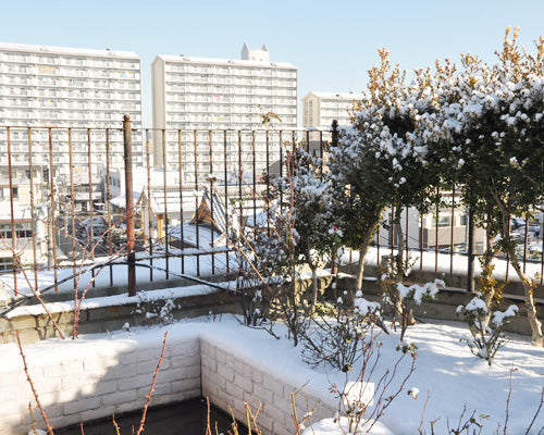 名古屋の雪