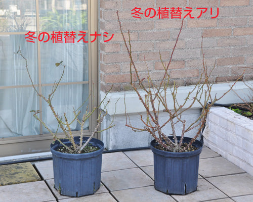 植替え実験