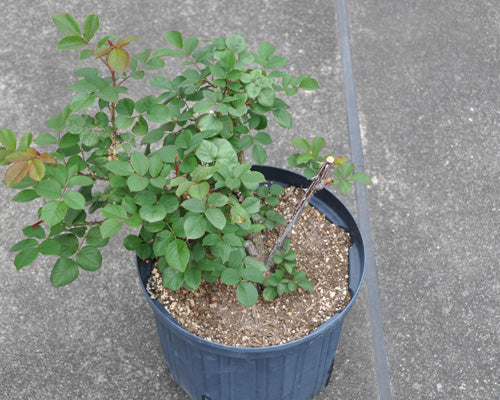 鉢植えのバラ