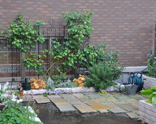 雨の庭
