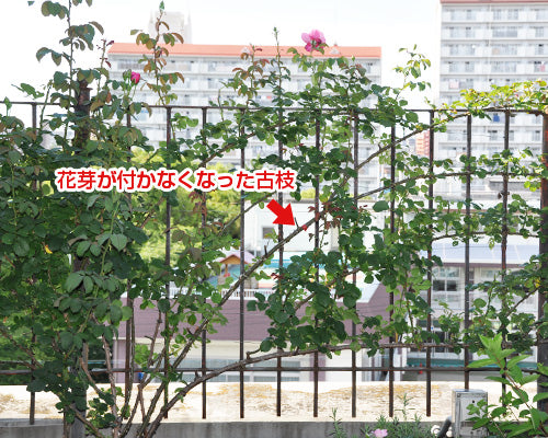 つるバラ