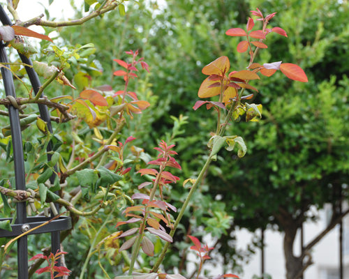 バラの新芽