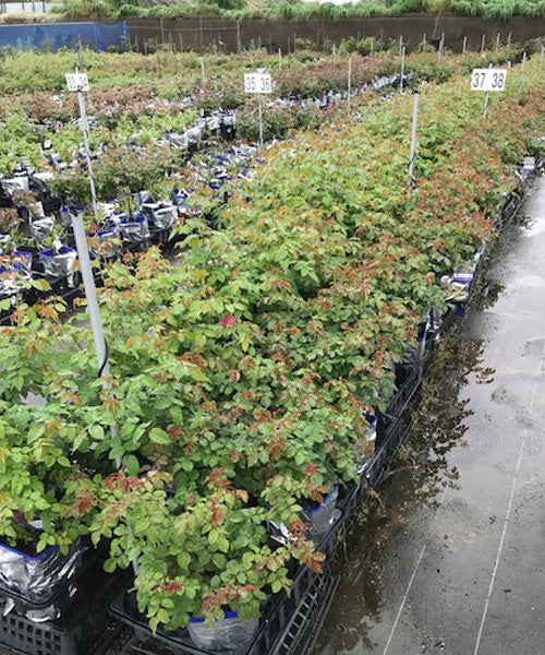 バラ農場の苗木