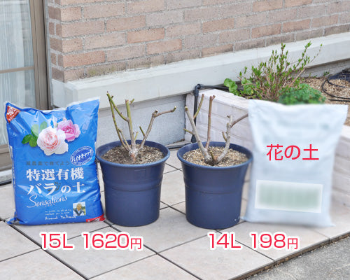 バラの土生育比較