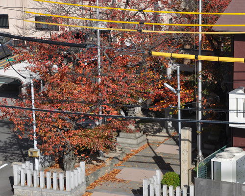 2019年紅葉