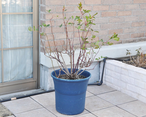 鉢植えバラ植え替え