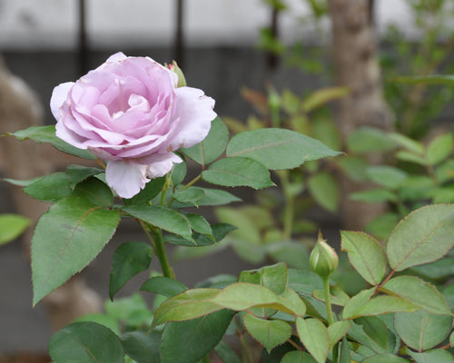 もう、春にかける