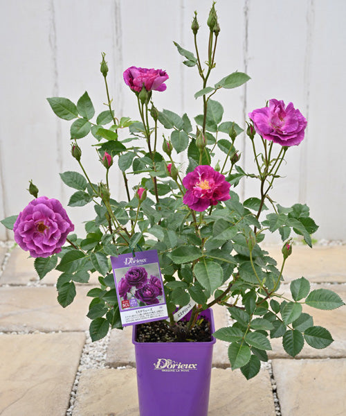 これからお届け「開花苗」の状態