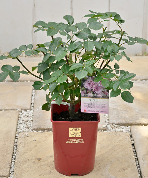 一番花が終わったものを「大苗」で販売