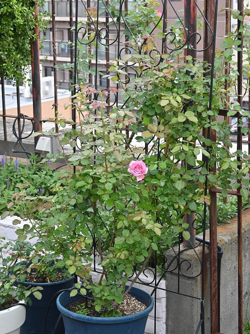 もうすぐ秋開花、、その前に