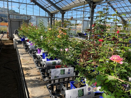 秋開花苗の出荷の様子